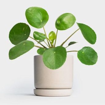 Plant Swap