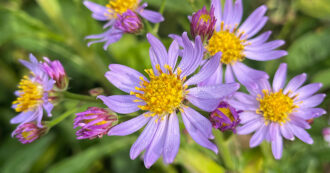 Adding Native Plants