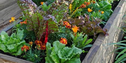 Grow Anywhere: Container Gardening Basics